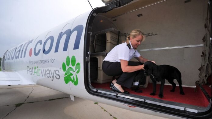 Wagging Tails and Smooth Rides: Tips for Booking Pet-Friendly Transportation