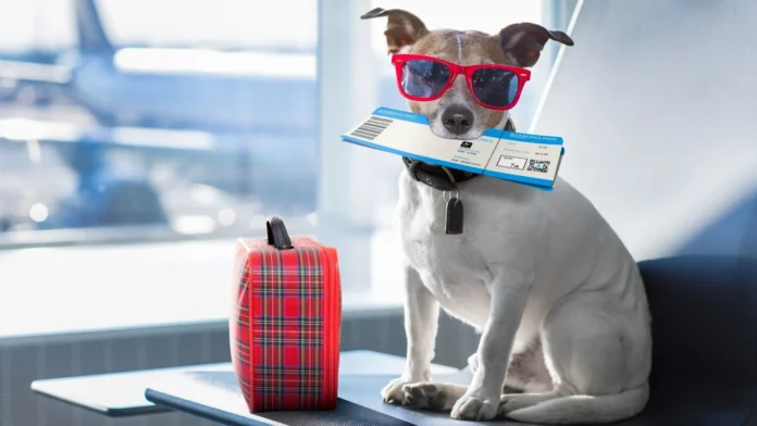 Jet-Set Pets: 5 Essential Tips for Traveling with Your Furry Friends